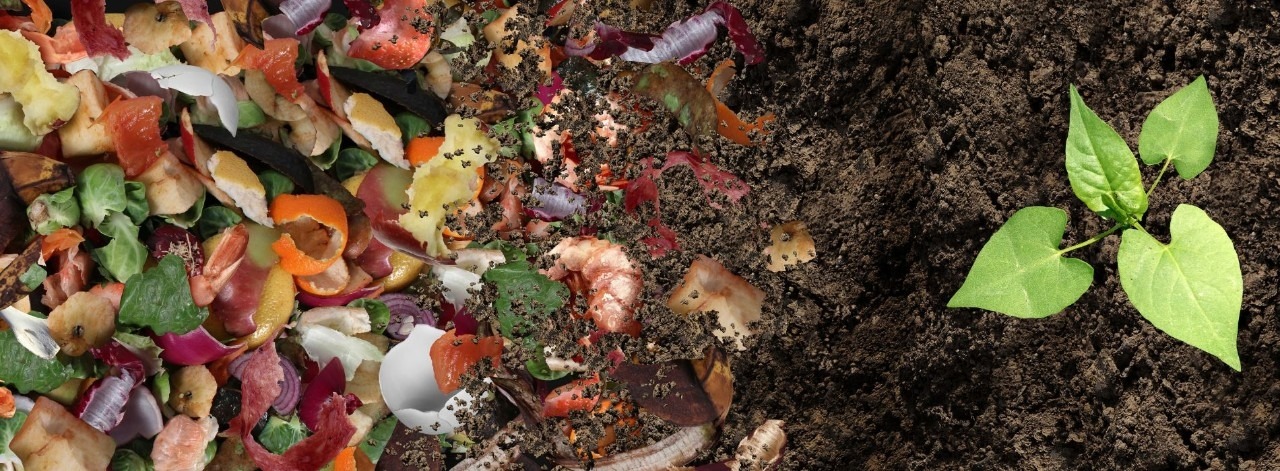 De residuos orgánicos a tierra fértil — el proceso de compostaje de Compostame